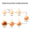 Human embryonic development Royalty Free Stock Photo