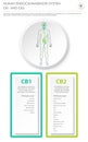 Human Endocannabinoid System CB1 and CB2 vertical business infographic Royalty Free Stock Photo