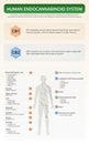 Human Endocannabinoid System vertical textbook infographic