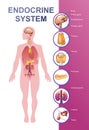 Human endocrine system vector illustration