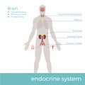 Human endocrine system. vector format illustration