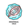 Human endothelial cell color line icon. Microorganisms microbes, bacteria.