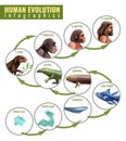 Human Evolution Infographics Royalty Free Stock Photo