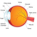 Human eye anatomy, Royalty Free Stock Photo