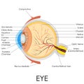 Human Eye Anatomy Royalty Free Stock Photo