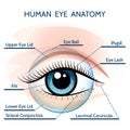 Human Eye Anatomy Royalty Free Stock Photo