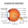 Human eye anatomy Royalty Free Stock Photo