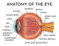 Human eye anatomy infographics with inside structure realistic vector poster illustration