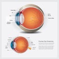 Human Eye Anatomy and Normal Lens