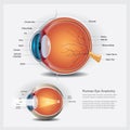 Human Eye Anatomy and Normal Lens