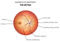 Human eye anatomy, retina Royalty Free Stock Photo