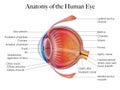 Human eye anatomy structure Royalty Free Stock Photo