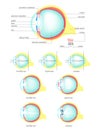 Human eye anatomy, vector flat isolated illustration