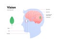 Human eye anatomy and vision medical infographic poster. Vector healthcare illustration. Side view of human head with eyeball,