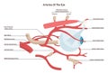 Human eye arteries. Ophthalmic artery and a central retinal artery.