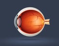 Human eye cross section Royalty Free Stock Photo