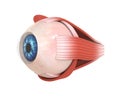 Human Eye Extraocular Muscles