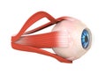 Human Eye Extraocular Muscles