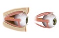 Human Eye Extraocular Muscles. Ophthalmology. Eyes muscles in side view. Vector