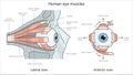 Human eye muscles structure diagram medical