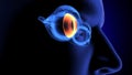 3d render of human eye anatomy Royalty Free Stock Photo