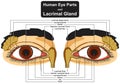 Human eye parts and lacrimal gland infographic diagram