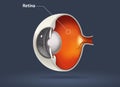 Human eye - retina