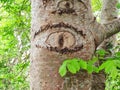 Human eye shape in the bark of a tree, Nava, Asturias, Spain Royalty Free Stock Photo