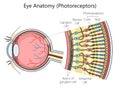 Human eye structure diagram medical science Royalty Free Stock Photo