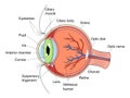 Human eye structure diagram medical science Royalty Free Stock Photo