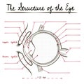 The human eye structure Royalty Free Stock Photo