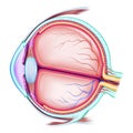 The human eye. The structure of the eyeball. Medical didactic allowance for study. Vector illustration Royalty Free Stock Photo