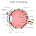 Human eye structure diagram medical science Royalty Free Stock Photo