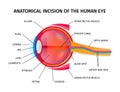 Human Eyeball Anatomy Incision