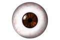 Human eyeball with brown iris