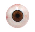 Human Eyeball