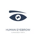 Human Eyebrow icon. Trendy flat vector Human Eyebrow icon on white background from Human Body Parts collection