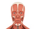 Human Facial Muscles Anatomy