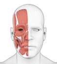 Human Facial Muscles Anatomy Royalty Free Stock Photo