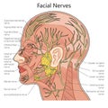 Facial nerve structure diagram medical science