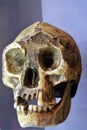 Human facial skeleton front view