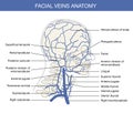 Human facial vein in vector