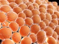 Human fat cells Royalty Free Stock Photo