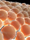Human fat cells Royalty Free Stock Photo