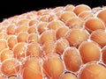 Human fat cells Royalty Free Stock Photo