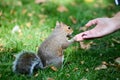 A human hand feeding a squirrel in a park Royalty Free Stock Photo