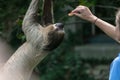 Human feeding a three-toed sloth hanging on a rope surrounded by greenery in the zoo