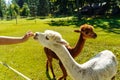 Human feeds an alpaca from his hands on an alpaca farm