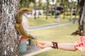 Human feeds chipmunk on tree, wild animal in tropics