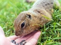 Human feeds a european gopher from his hand with sunflower seeds. Close-up. Portrait of a rodent. The concept of human cooperation